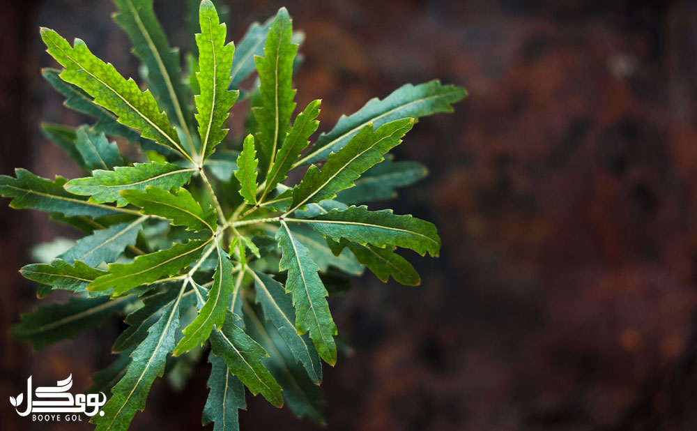 مراقبت از False Aralia