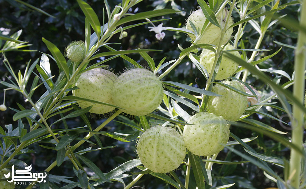 Gomphocarpus physocarpus