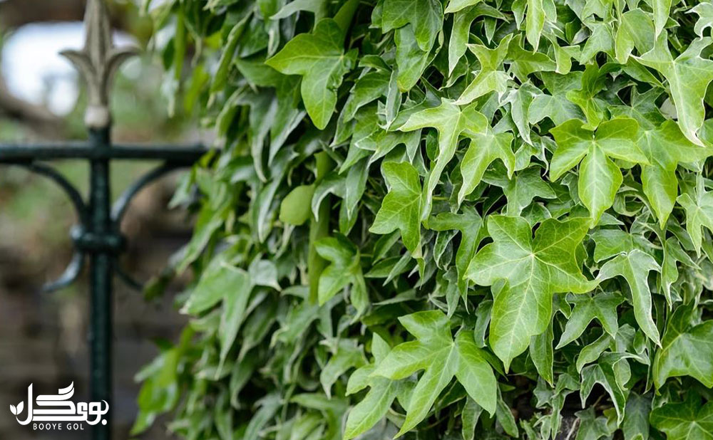 Hedera helix