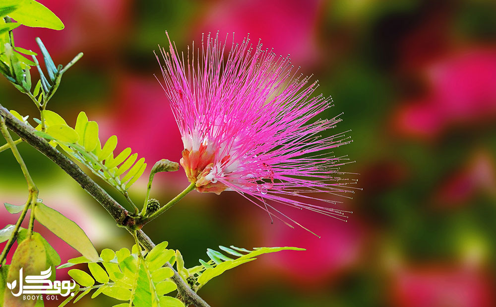 Mimosa pudica