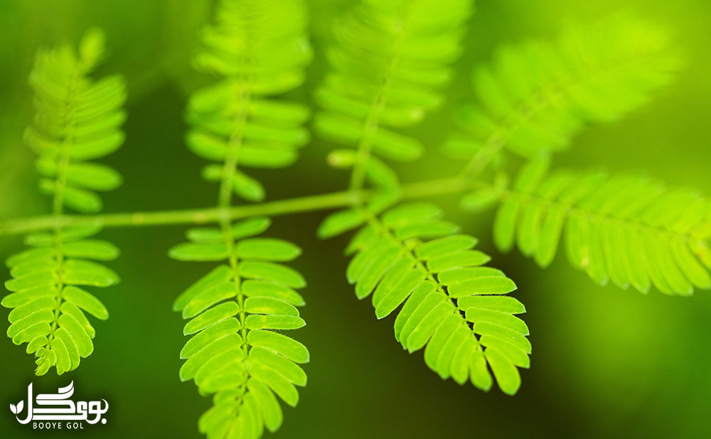 Sensitive plant