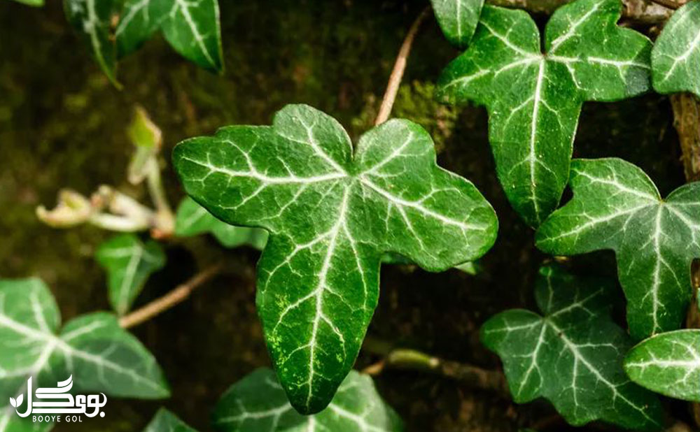 common ivy