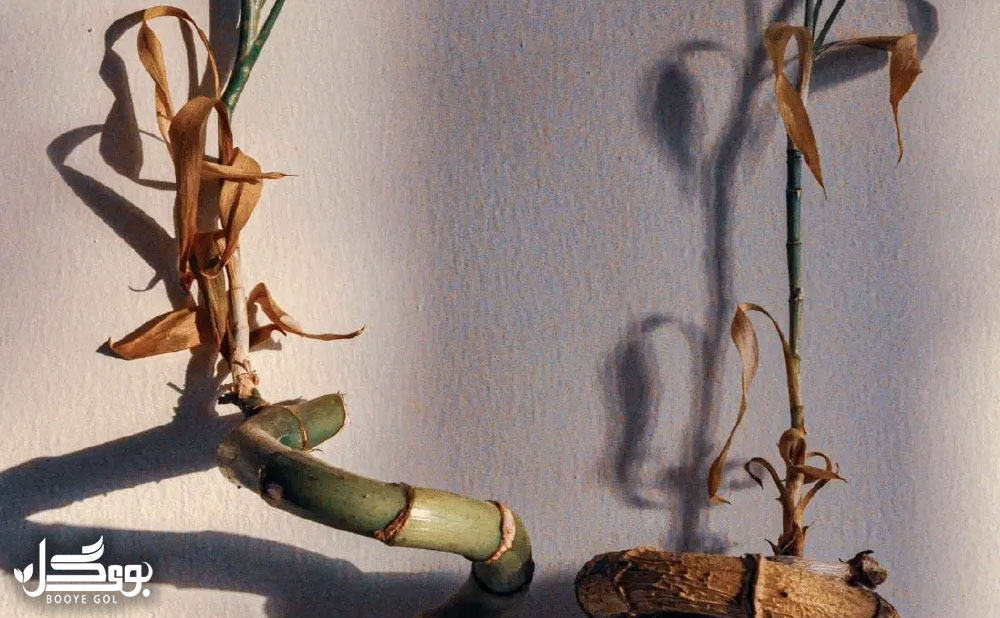 آفات Lucky Bamboo