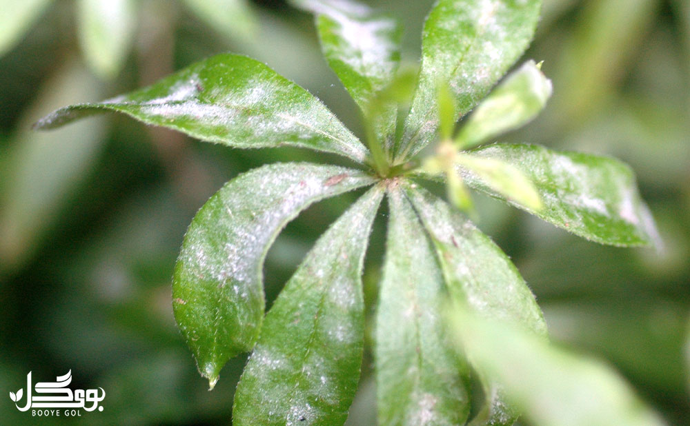 آفات Sweet Woodruff