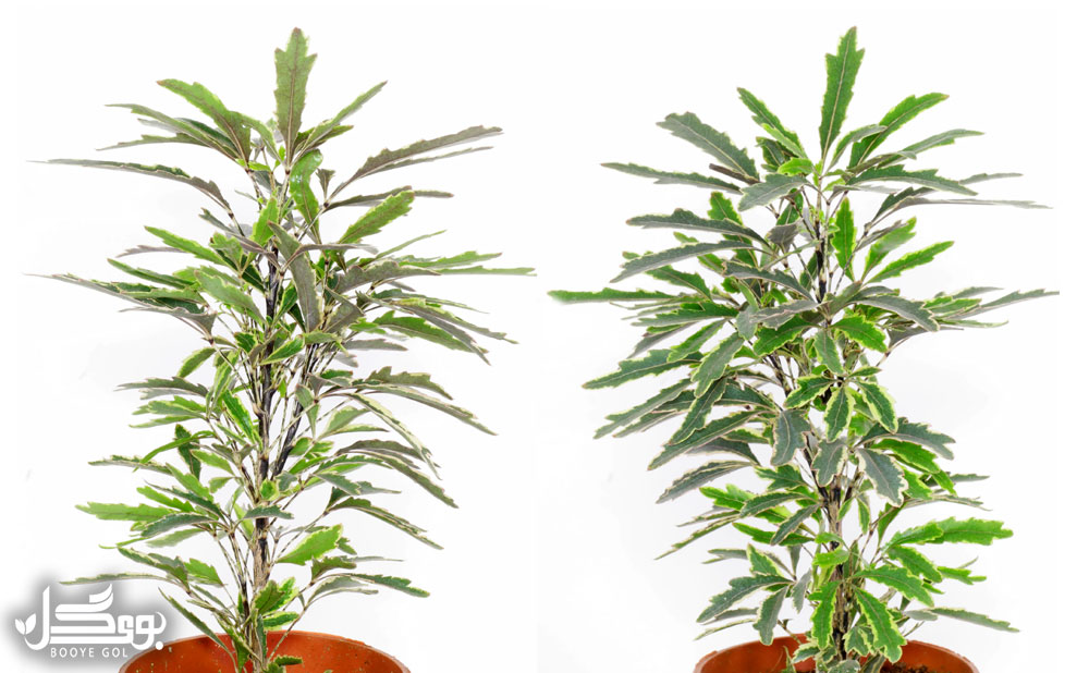  تعویض گلدان False Aralia