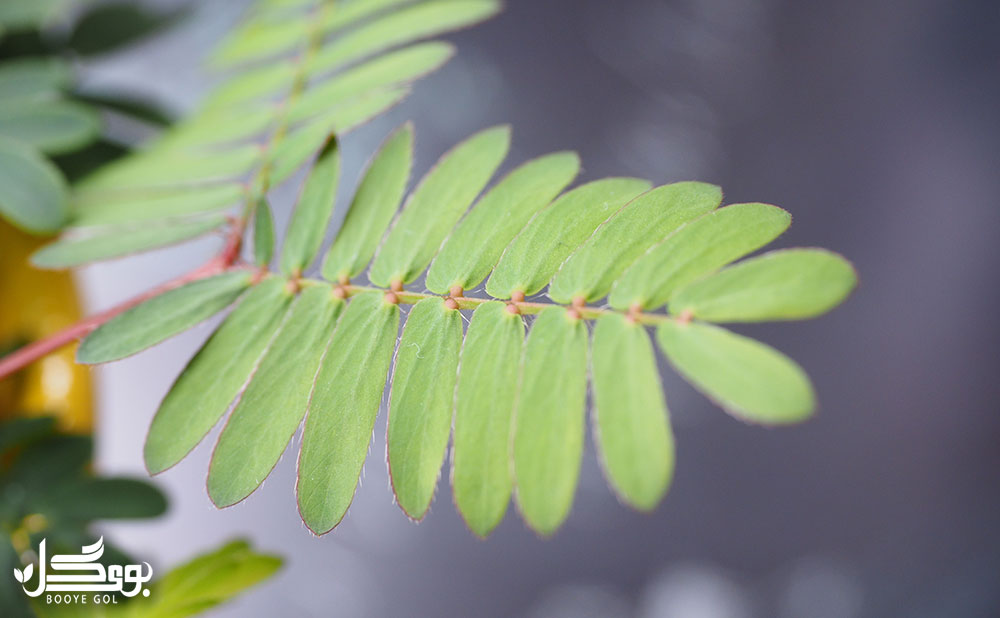 تکثیر Mimosa
