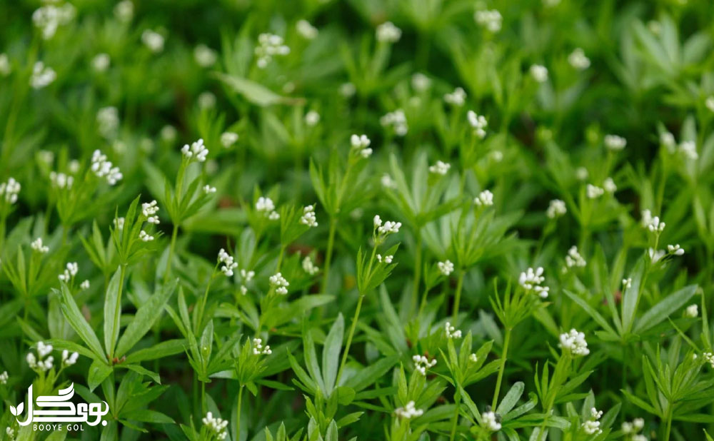 خواص دار.یی Sweet Woodruff