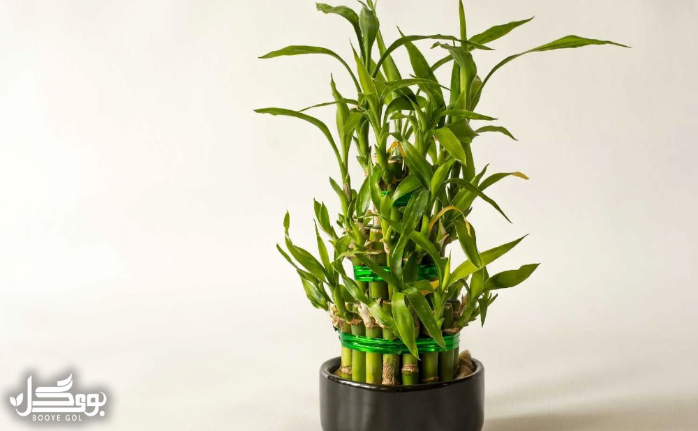 مشخصات کلی Lucky Bamboo