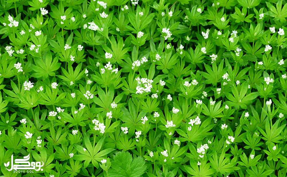 مشخصات کلی Sweet Woodruff