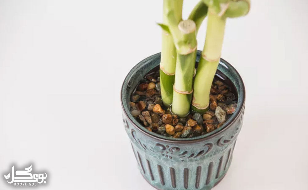 کاشت Lucky Bamboo