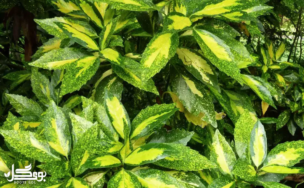 Aucuba japonica 'Picturata'
