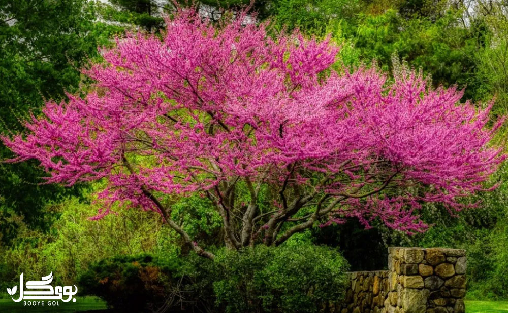 Eastern redbud