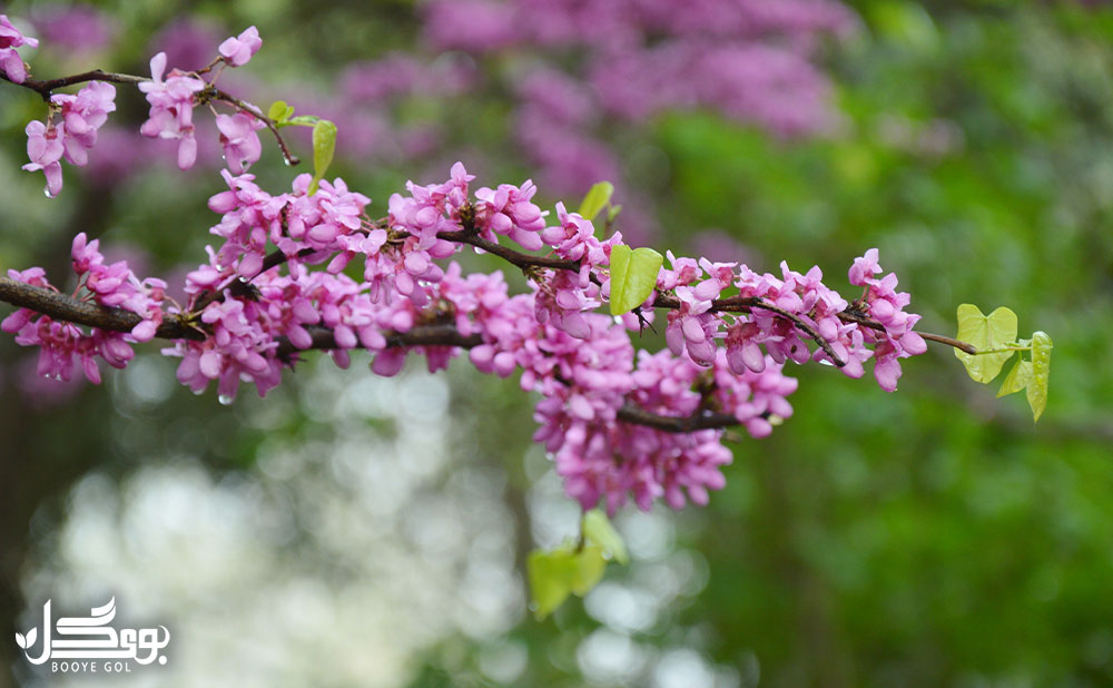 Fabaceae