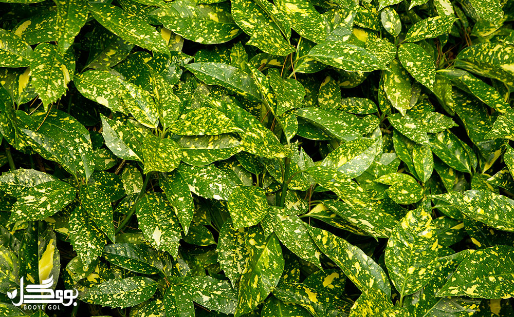 Japanese laurel