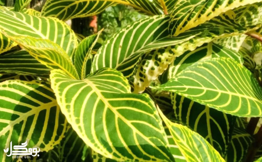 مراقبت از Zebra Plant