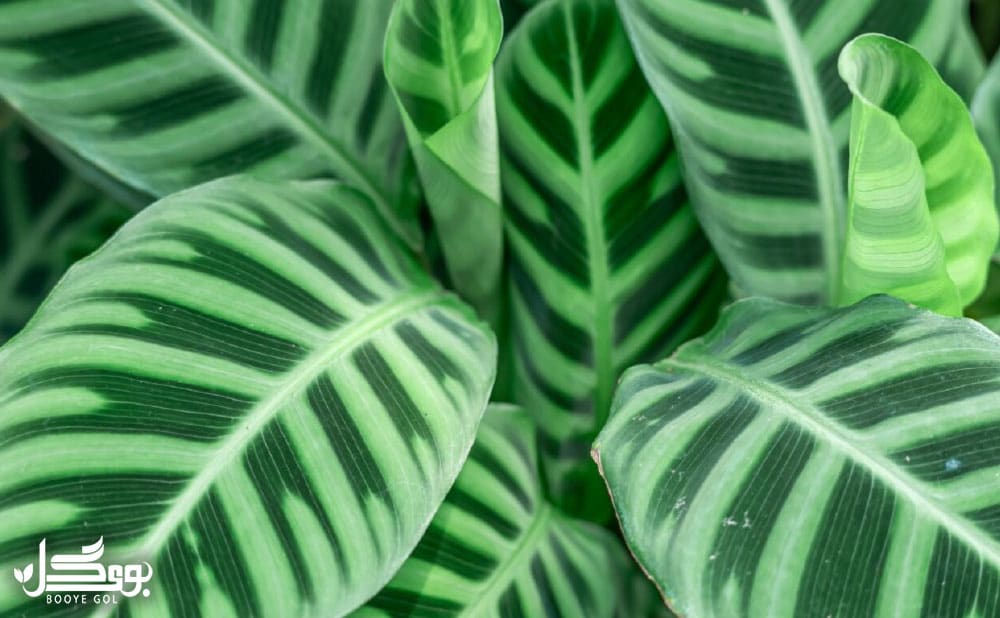 معرفی Aphelandra