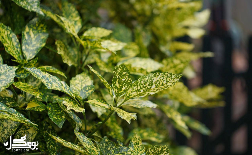 spotted laurel 