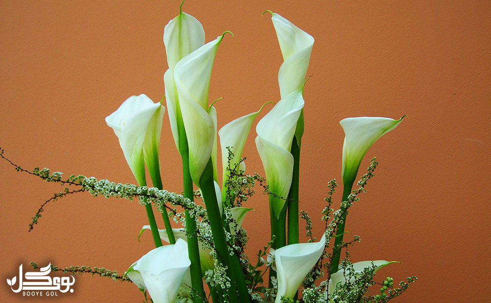 Calla lily