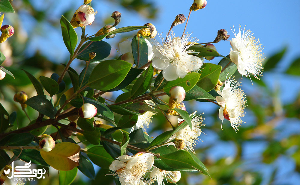 مراقبت از Sweet Myrtle