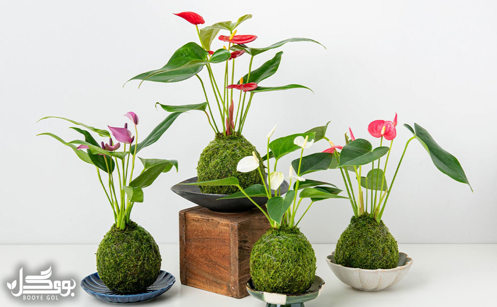 Anthurium Mini-Million