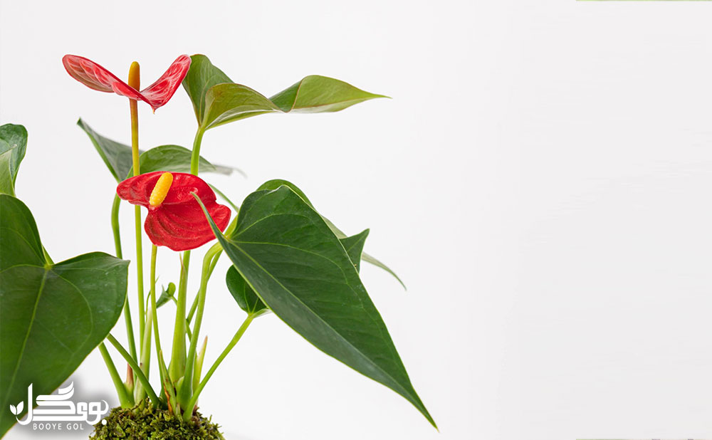 خانوده Araceae