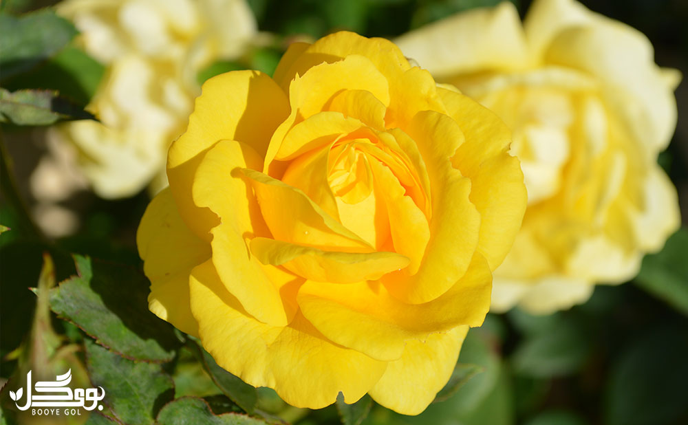 Dutch Rose