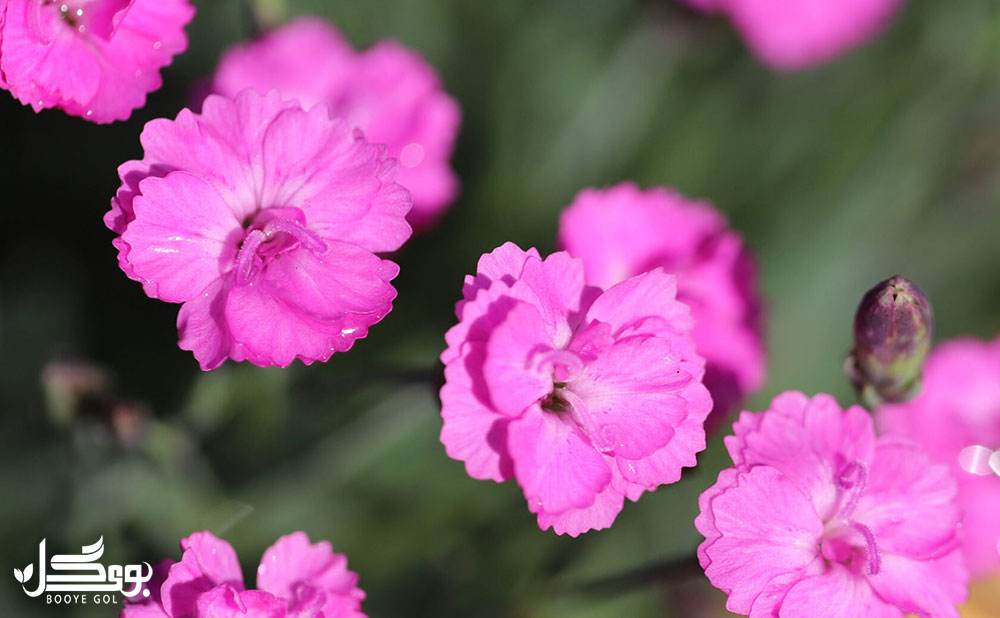 Mini Dianthus