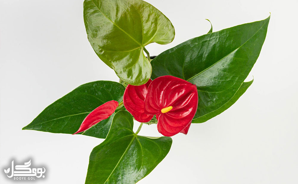 Miniature Anthurium