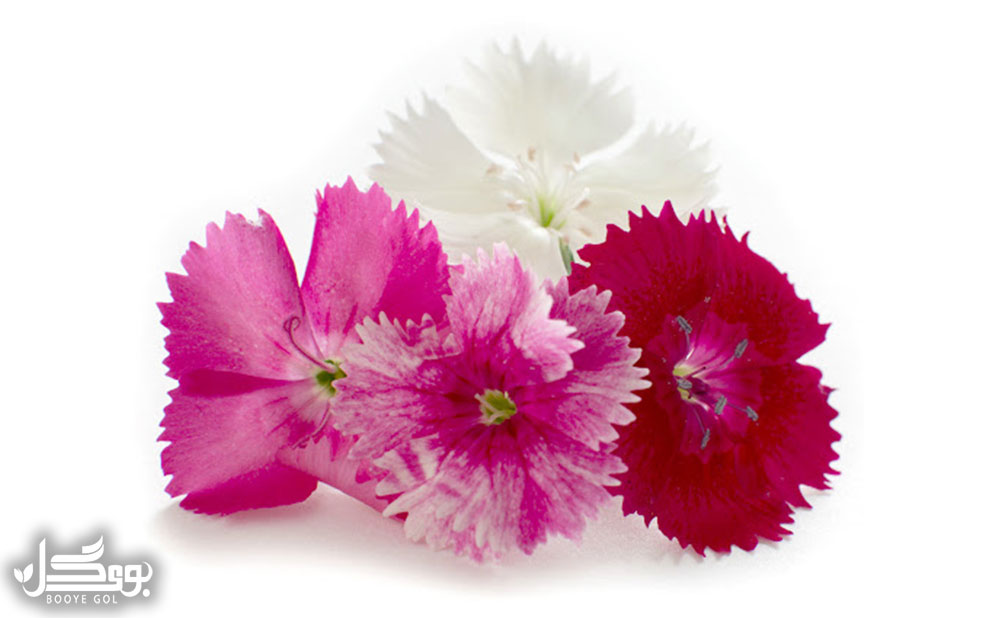 Miniature Dianthus
