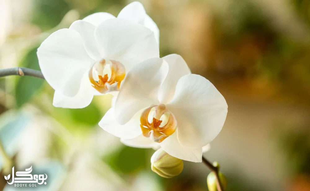 Moth orchid