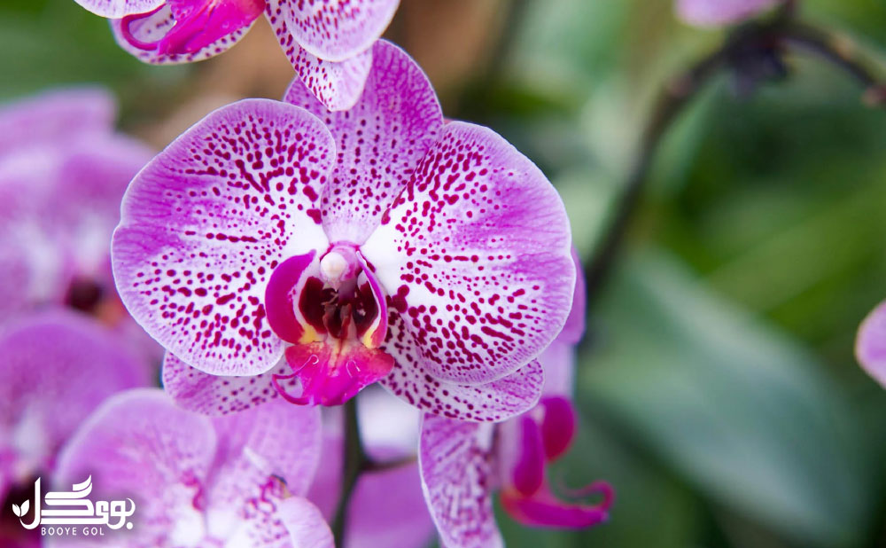 Orchidaceae