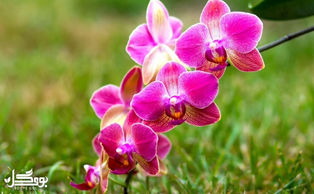 Phalaenopsis Orchid