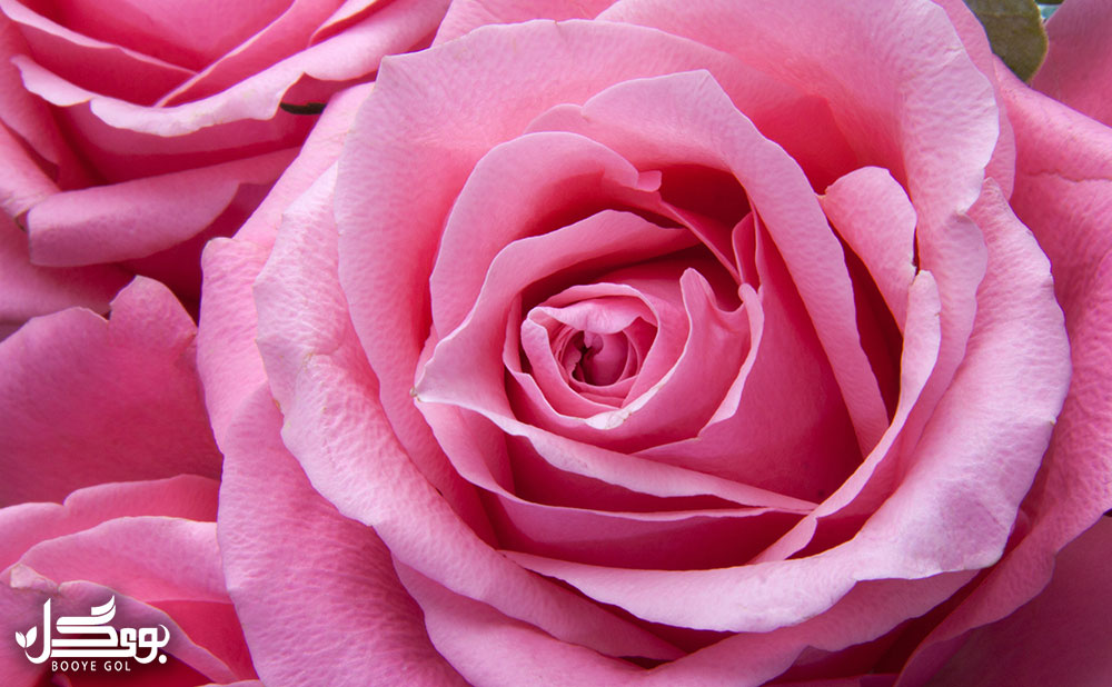 'Rosa-'Hollandica
