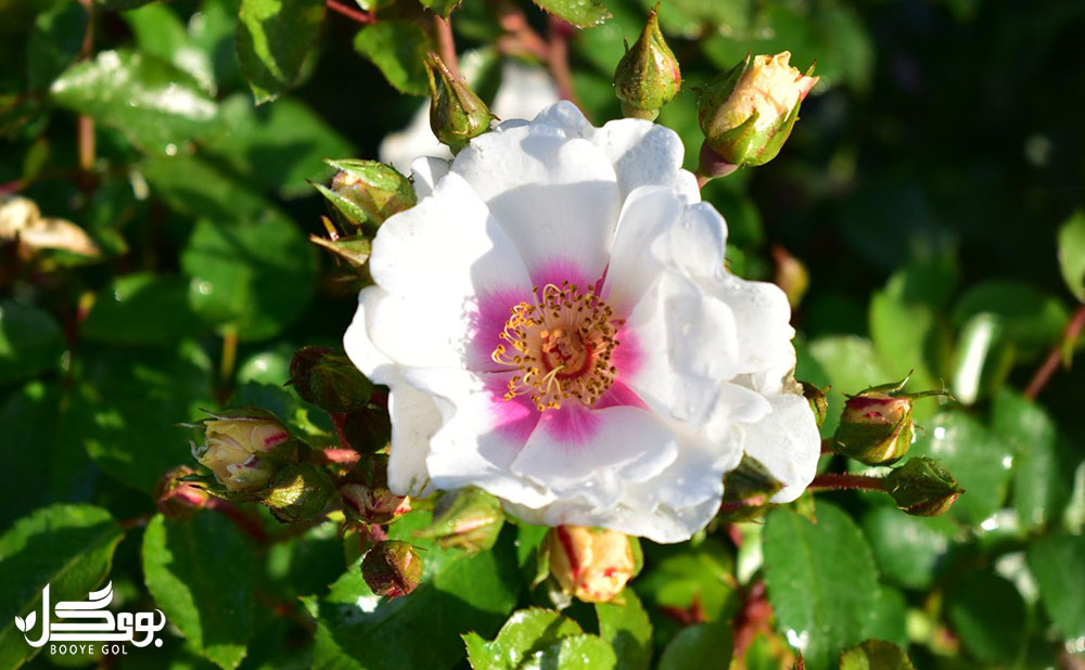 Rosa persica