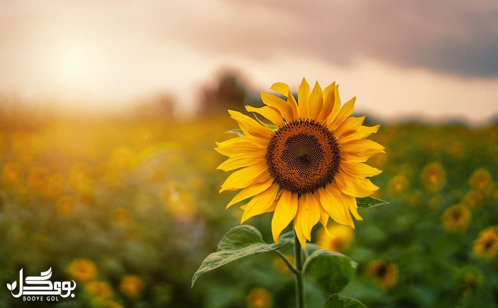 Sunflower