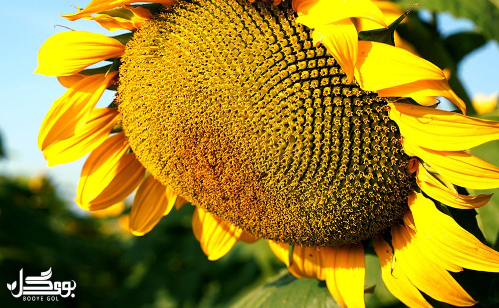 common sunflower
