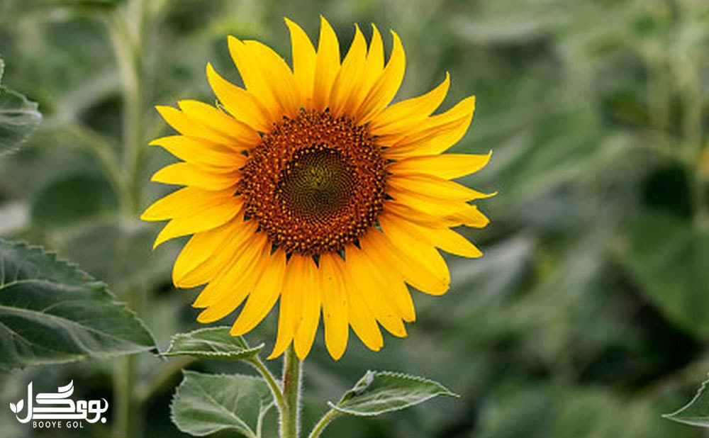 آفتاب گردان از خانواده Asteraceae