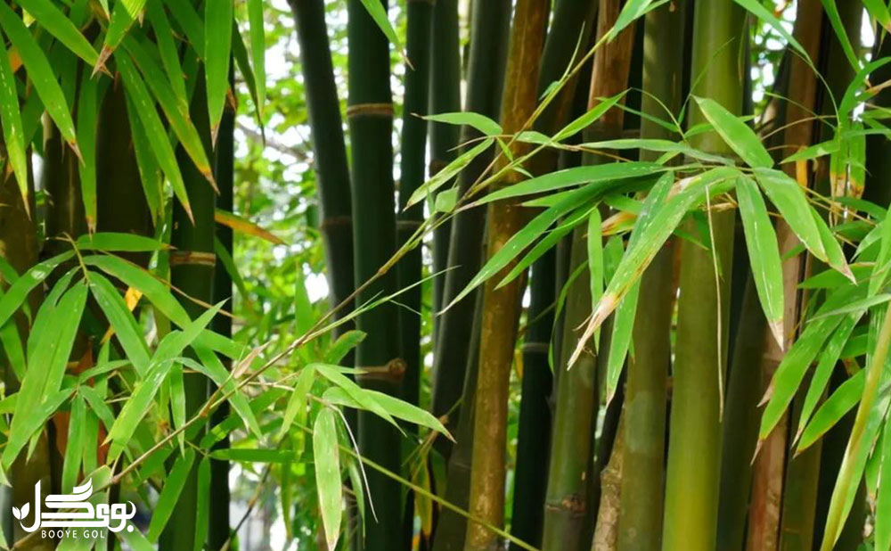 انوع bamboo