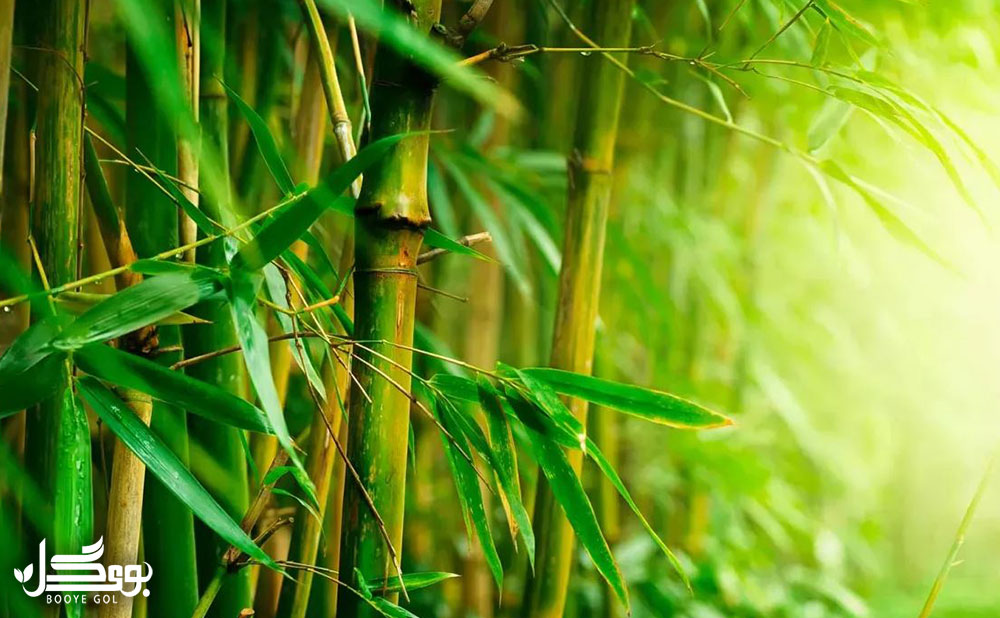 مراقبت از bamboo