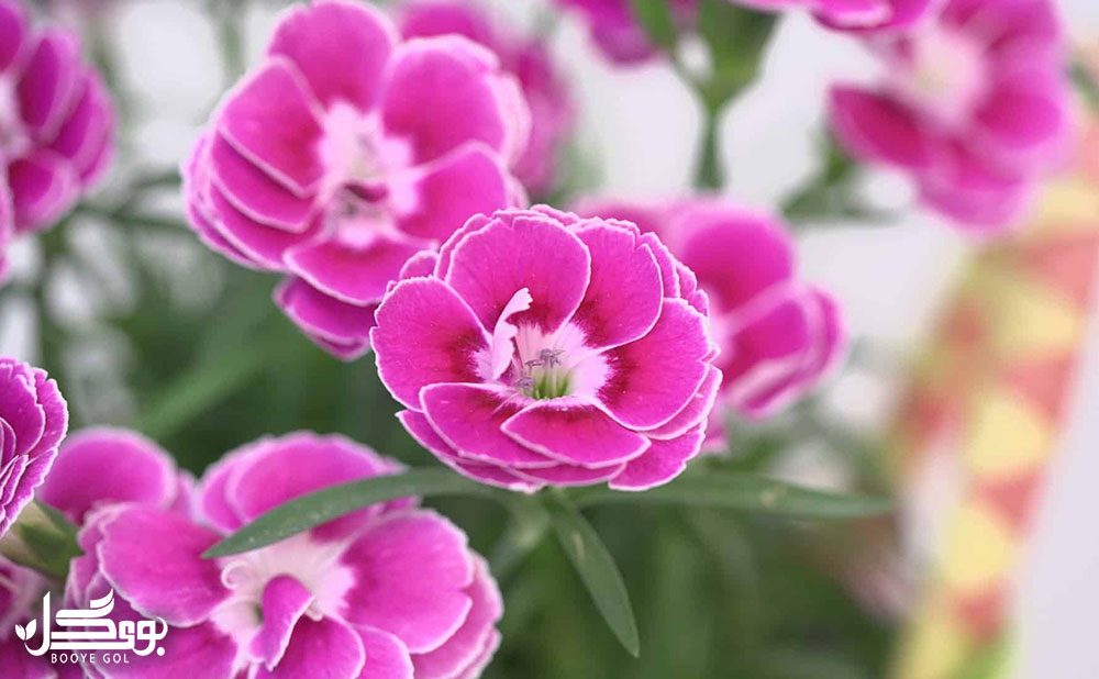 میخک
