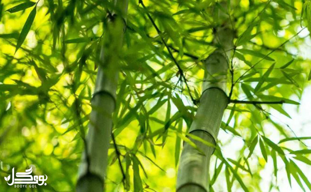 پرورش گیاه bamboo