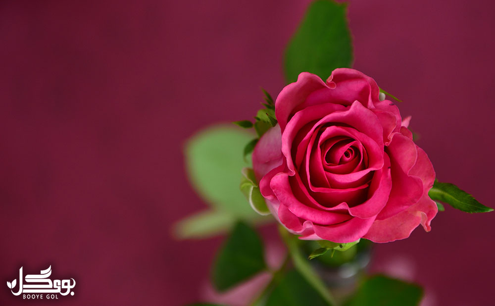 گل رز هلندی