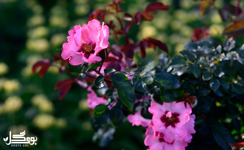 گونه ای از رز