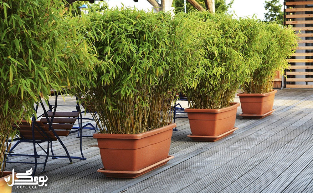 گیاه bamboo در گلدان