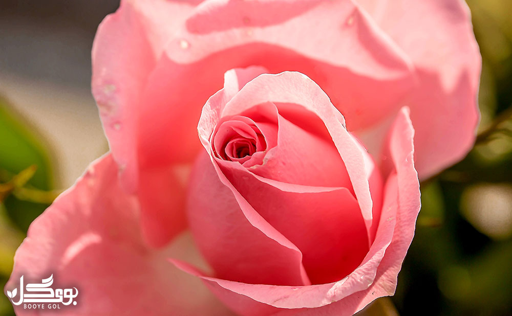گیاه رز هلندی