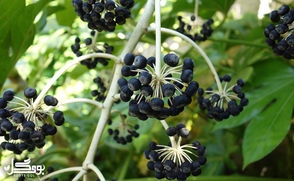 ARALIA
