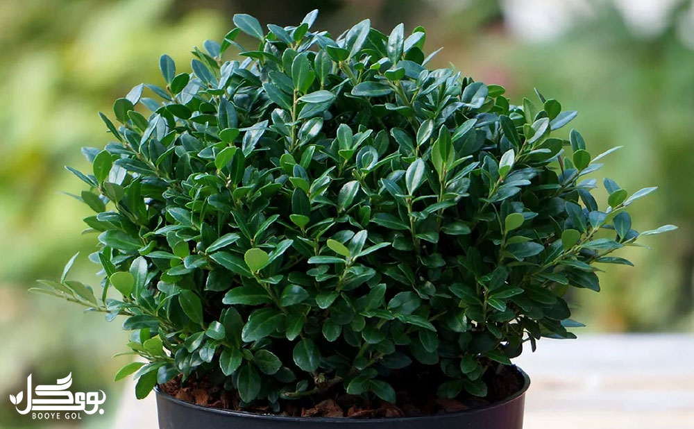 Boxwood