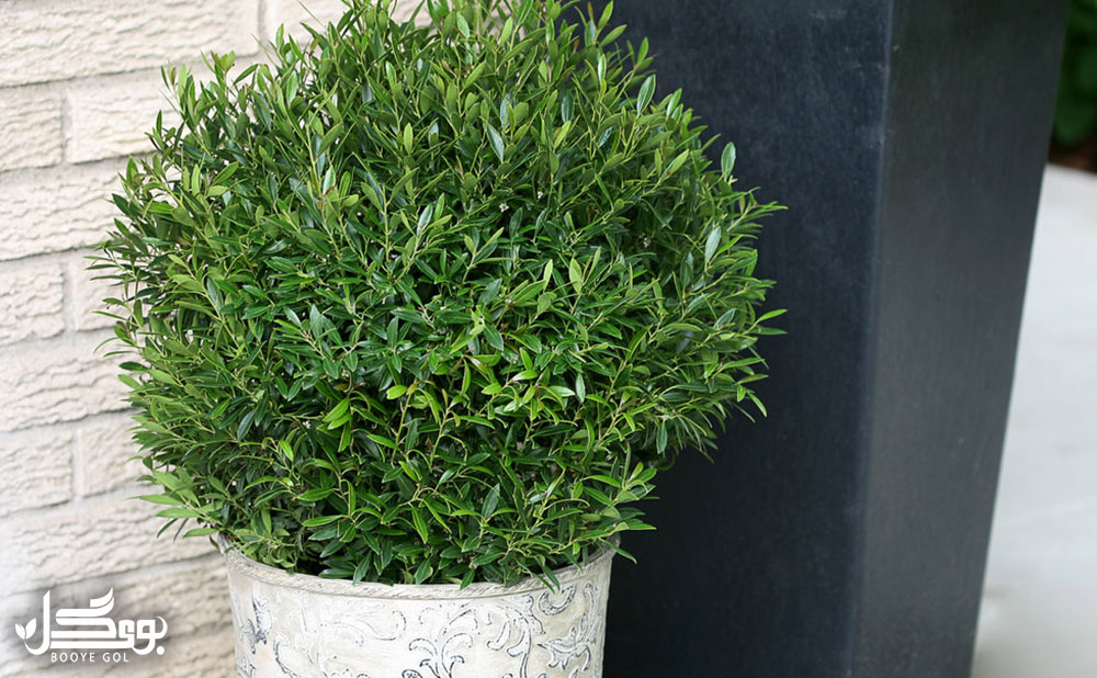 Buxus