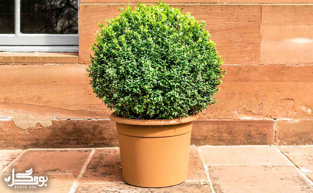 English boxwood