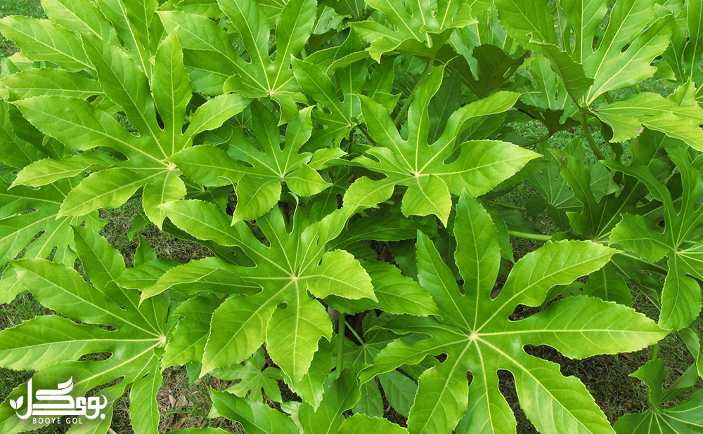 Fatsia japonica